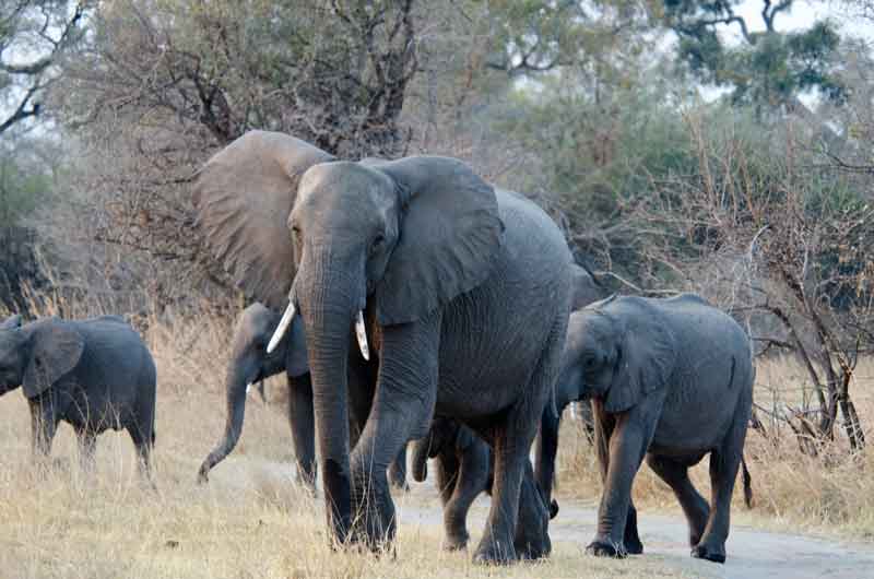 44 - Namibia - elefantes - parque nacional de Bwabwata